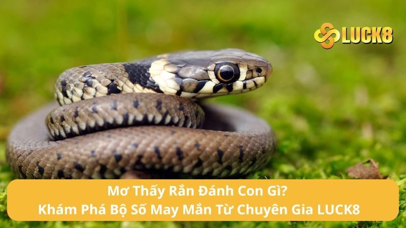 Mơ Thấy Rắn Đánh Con Gì? Khám Phá Bộ Số May Mắn Từ Chuyên Gia LUCK8