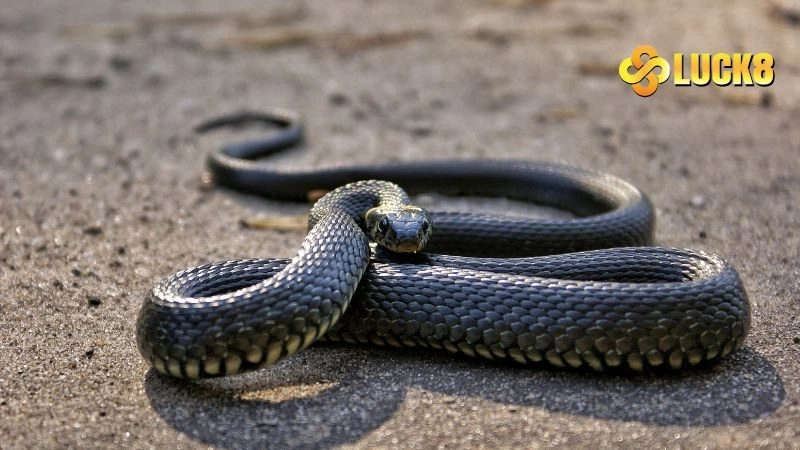 Mơ thấy rắn đen