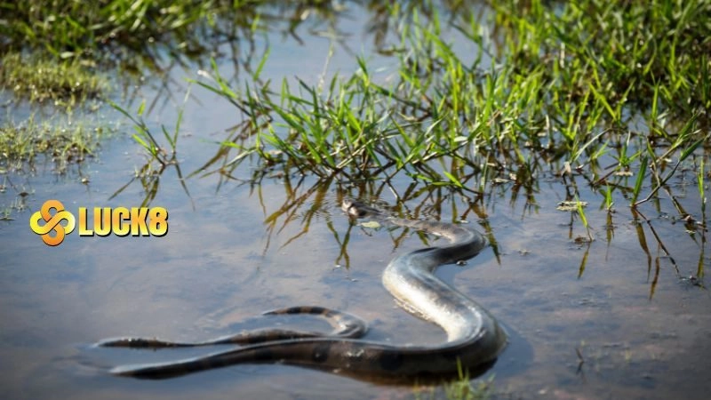 Mơ thấy rắn nước